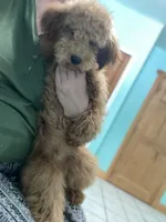 Jack mini, a male Goldendoodle and Poodle - Miniature  for sale in Williamson, NY – Photo 7 of 8