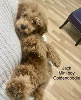 Jack mini, a male Goldendoodle and Poodle - Miniature  for sale in Williamson, NY – Photo 2 of 4