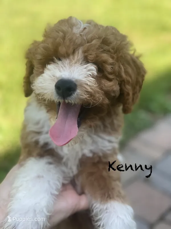 Kenny mini – Miniature Goldendoodle puppy for sale in Williamson, NY