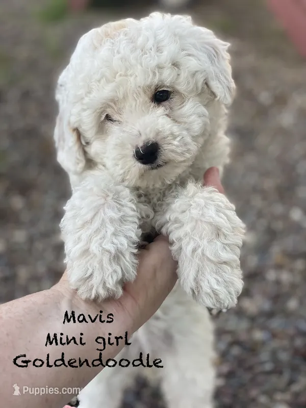 Mavis mini  – Miniature Goldendoodle puppy for sale in Williamson, NY