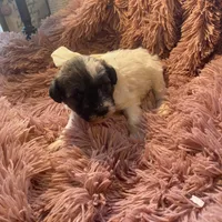 Baxter mini , a male Schnoodle for sale in Williamson, NY – Photo 9 of 10