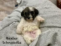 Baxter mini , a male Schnoodle for sale in Williamson, NY – Photo 7 of 10