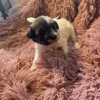 Baxter mini , a male Schnoodle for sale in Williamson, NY – Photo 3 of 10