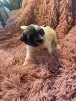 Baxter mini , a male Schnoodle for sale in Williamson, NY – Photo 3 of 4