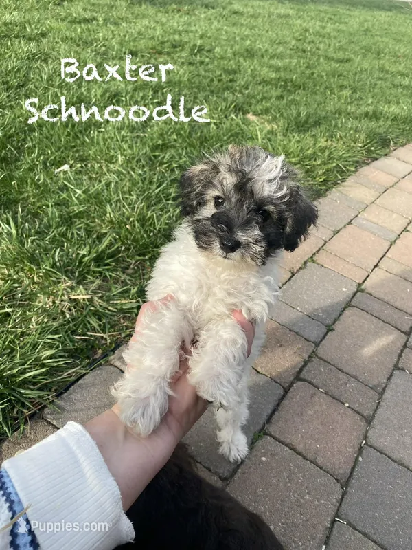Baxter mini  – Schnoodle puppy for sale in Williamson, NY
