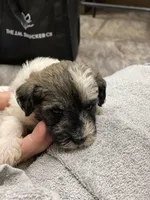 Baxter mini , a male Schnoodle for sale in Williamson, NY – Photo 10 of 10