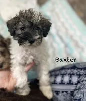 Baxter mini , a male Schnoodle for sale in Williamson, NY – Photo 5 of 10
