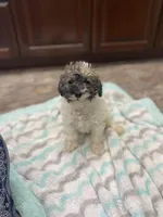 Baxter mini , a male Schnoodle for sale in Williamson, NY – Photo 4 of 10