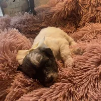 Baxter mini , a male Schnoodle for sale in Williamson, NY – Photo 8 of 10