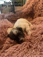 Baxter mini , a male Schnoodle for sale in Williamson, NY – Photo 2 of 4