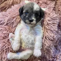 Baxter mini , a male Schnoodle for sale in Williamson, NY – Photo 6 of 10
