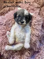 Baxter mini , a male Schnoodle for sale in Williamson, NY – Photo 1 of 4