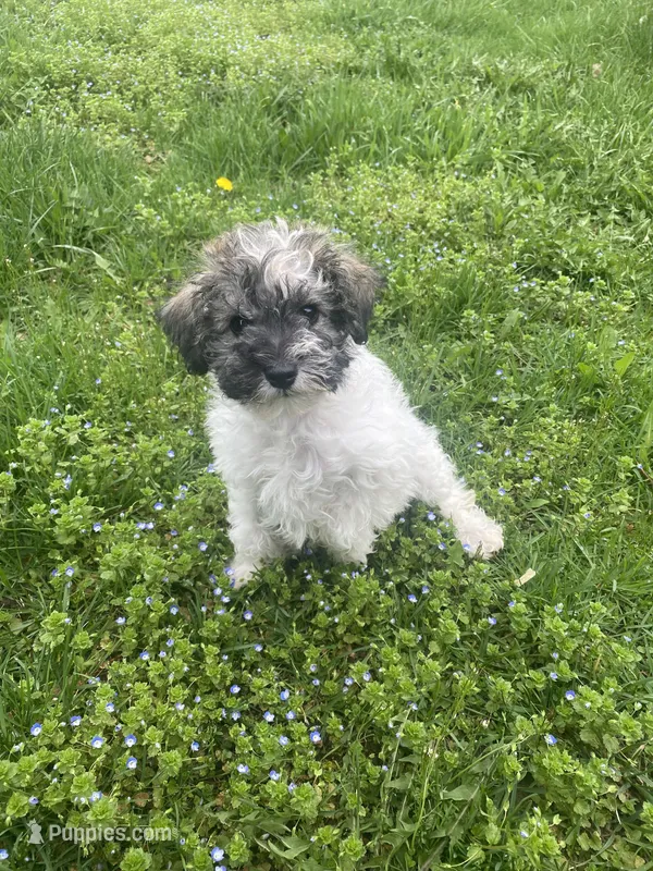 Baxter mini  – Schnoodle puppy for sale in Williamson, NY