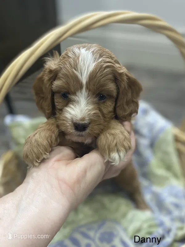 Danny – Cavapoo puppy for sale in Williamson, NY
