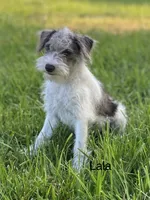 LaLA mini , a female Schnoodle for sale in Williamson, NY – 4 of 6