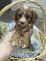 Rosie, a female Cavapoo for sale in Williamson, NY – 3 of 7