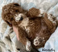 Woody mini can go home now !, a female Goldendoodle and Poodle - Miniature  for sale in Williamson, NY – 1 of 10