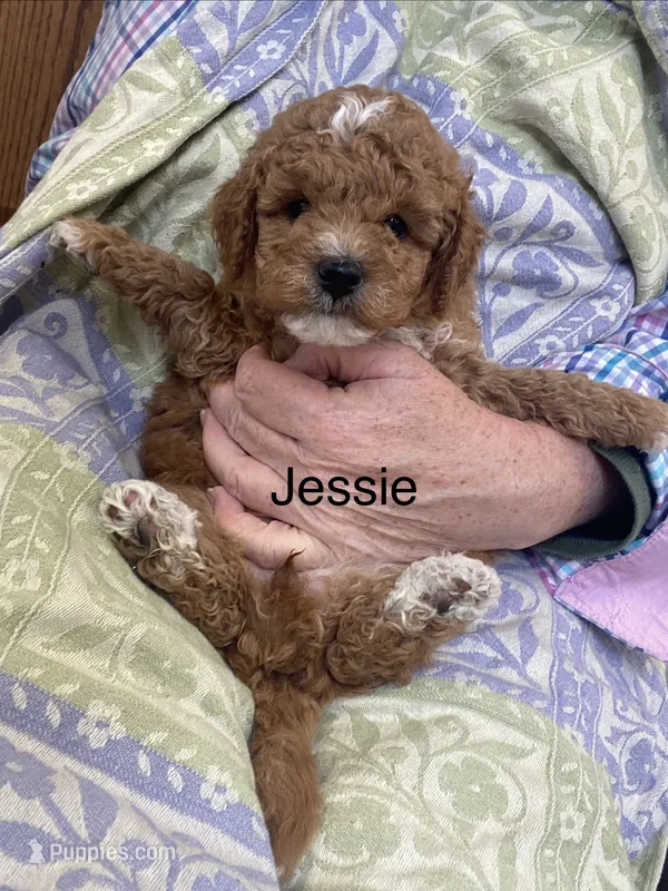Jessie  – Goldendoodle, Poodle - Miniature  puppy for sale in Williamson, NY