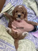 Jessie can go home now !, a female Goldendoodle and Poodle - Miniature  for sale in Williamson, NY – 2 of 9