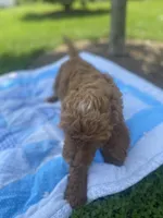 Sam, a male Goldendoodle for sale in Williamson, NY – 5 of 8