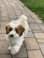 Misty mini , a female Poodle - Miniature  and Miniature Goldendoodle for sale in Williamson, NY – 6 of 7