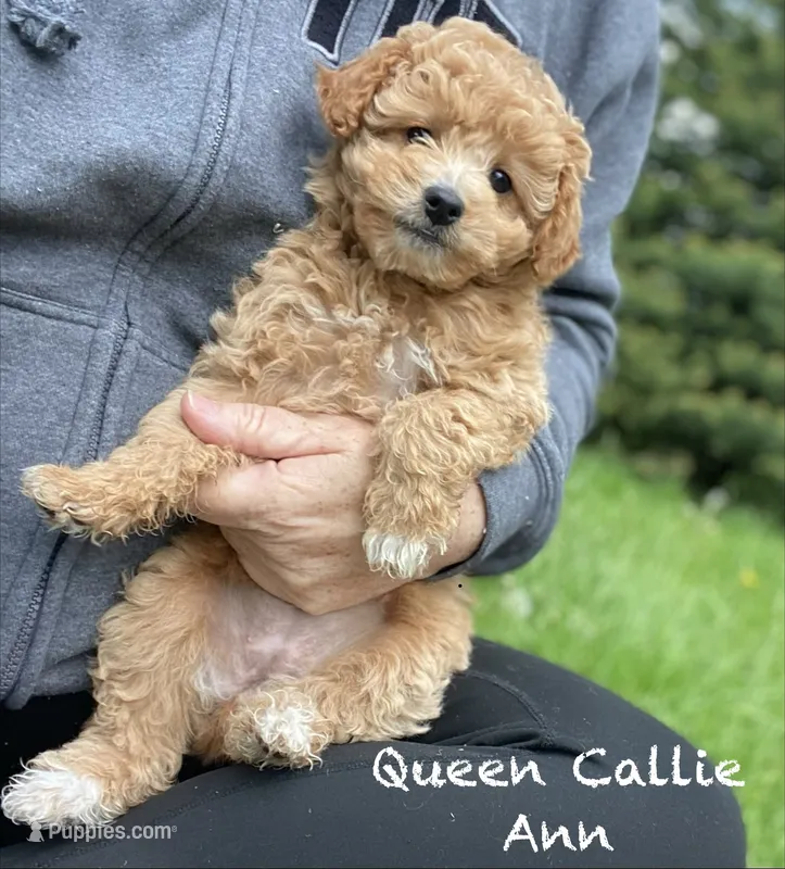 Queen Callie Ann – Goldendoodle, Poodle - Miniature  puppy for sale in Williamson, NY