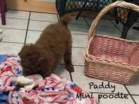 Paddy Ruby red , a male Poodle - Miniature  for sale in Williamson, NY – 2 of 8