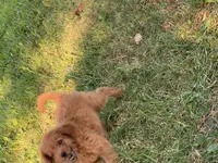 Tucker Mini , a male Miniature Goldendoodle for sale in Williamson, NY – 10 of 10