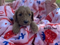 Willow , a female Goldendoodle for sale in Williamson, NY – 3 of 8