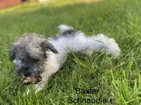 Baxter , a male Schnoodle and Poodle - Miniature  for sale in Williamson, NY – 6 of 9
