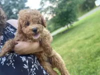 Jessie can go home now !, a female Goldendoodle and Poodle - Miniature  for sale in Williamson, NY – 10 of 10
