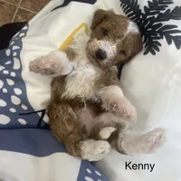 Kenny mini, a male Miniature Goldendoodle for sale in Williamson, NY – 3 of 8