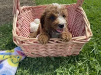 Penny, a female Cavapoo and Cavalier King Charles Spaniel for sale in Williamson, NY – 8 of 8