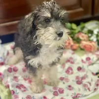 Molly mini , a female Schnoodle for sale in Williamson, NY – Photo 4 of 5