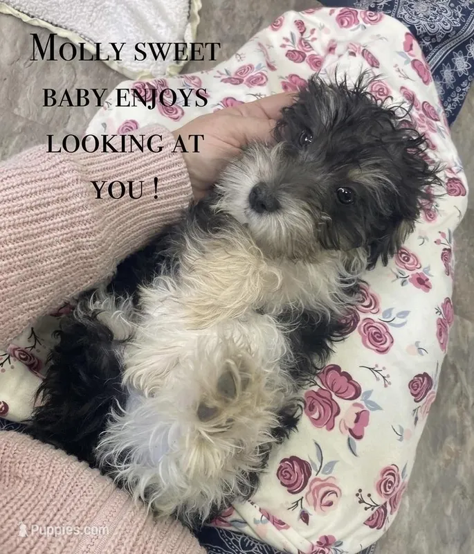 Molly mini 