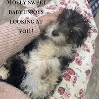 Molly mini , a female Schnoodle for sale in Williamson, NY – Photo 1 of 5