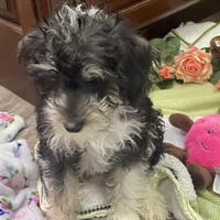 Molly mini , a female Schnoodle for sale in Williamson, NY – Photo 5 of 5