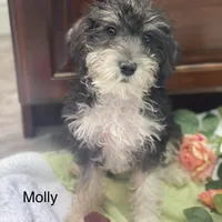 Molly mini , a female Schnoodle for sale in Williamson, NY – Photo 2 of 5