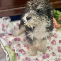 Molly mini , a female Schnoodle for sale in Williamson, NY – Photo 3 of 5