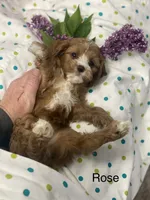 Rosie, a female Cavapoo for sale in Williamson, NY – 2 of 7