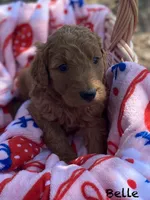 Belle f1B , a female Goldendoodle for sale in Williamson, NY – 6 of 8