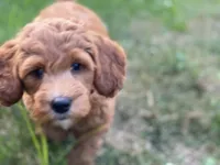 Fanny mini , a female Miniature Goldendoodle for sale in Williamson, NY – 4 of 8
