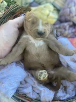 Darla larger mini , a female Goldendoodle and Golden Retriever for sale in Williamson, NY – 5 of 7