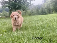 George f1B, a male Goldendoodle for sale in Williamson, NY – 3 of 7