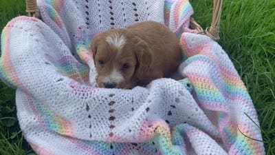 Cee Cee f1bb, a female Cavapoo and Poodle - Miniature  for sale in Williamson, NY – 6 of 6