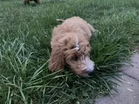 Fonzie , a female Goldendoodle for sale in Williamson, NY – 5 of 9