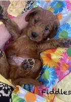 Fiddles mini , a female Miniature Goldendoodle for sale in Williamson, NY – 3 of 8