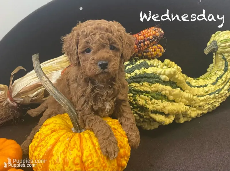 Wednesday f1BB – Poodle - Miniature , Miniature Goldendoodle puppy for sale in Williamson, NY
