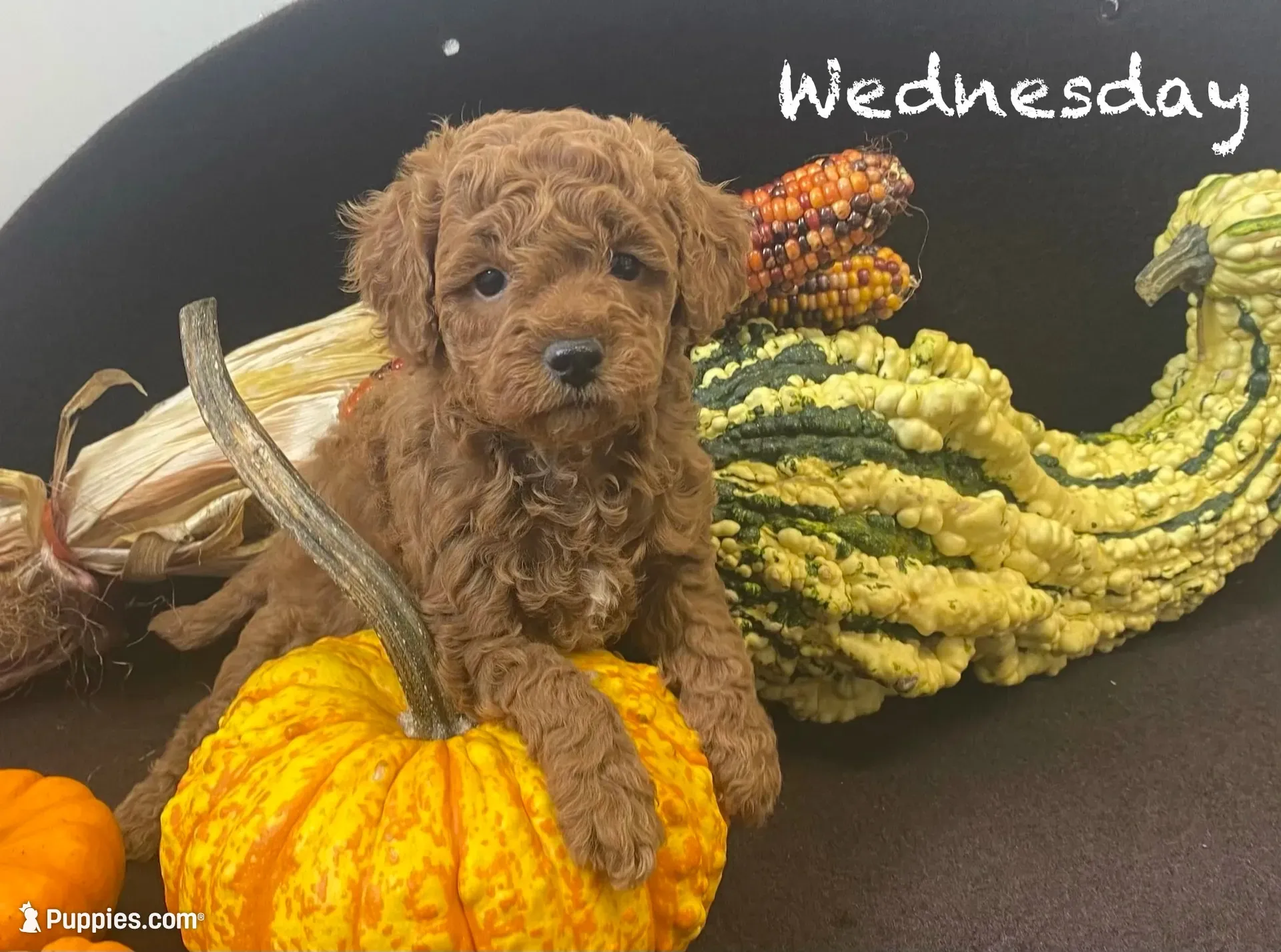 Wednesday f1BB, a female Poodle - Miniature  and Miniature Goldendoodle for sale in Williamson, NY – 1 of 9