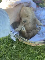 Sammy larger mini , a male Goldendoodle and Golden Retriever for sale in Williamson, NY – 5 of 7